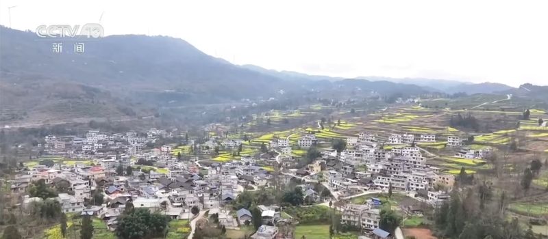  冬闲田华丽转身；稻油模式激活乡村活力，金色浪潮涌动增收希望。 文化旅游