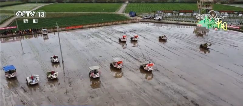 冬闲田华丽转身；稻油模式激活乡村活力，金色浪潮涌动增收希望。