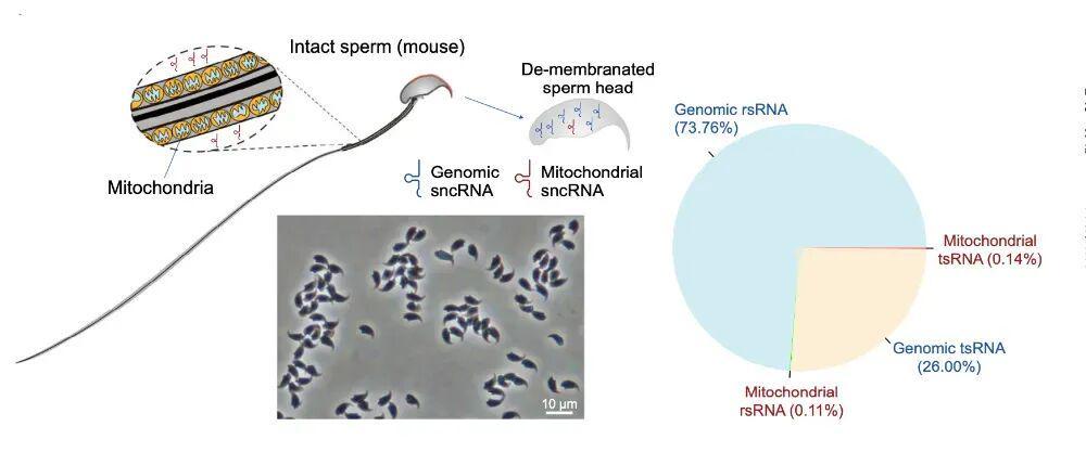 破解生育密码：精子RNA修饰与后代健康的深层关联 健康养生