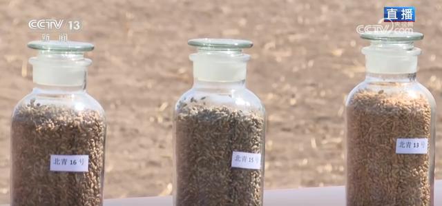  达坂山下的春播人：青稞田里的智慧与坚守 文化旅游